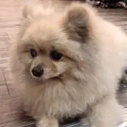 ぷーさんの画像
