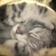 Miraの画像