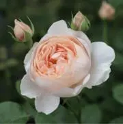 kysgの画像