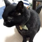 ロッタの画像