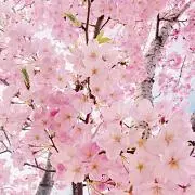 えっぴ(*^ω^*)の画像