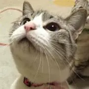 りん☆