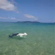 ふじもんの画像