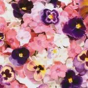 ふらわー❁¨̮