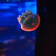 れもんの画像
