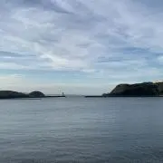 ヤシキの画像