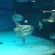 チビ太
