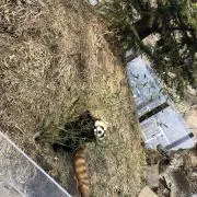 ysの画像