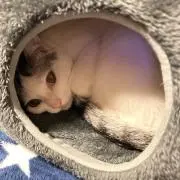あーちゃん