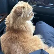 achicoの画像