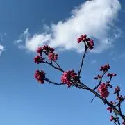 ゆの画像
