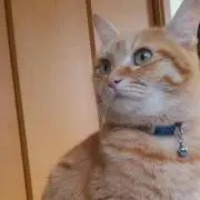 りかる