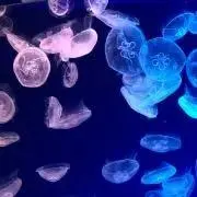Ru.の画像
