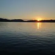 わかめ