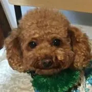 モカモカの画像