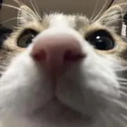 なかもんの画像