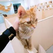 コテッチャン ↞プロフ必読 即購入okの画像