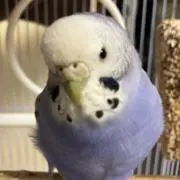 あめちゃんの画像