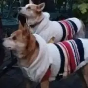 やむやむの画像