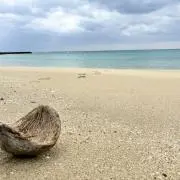 しょうちゃの画像