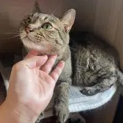 ともの画像