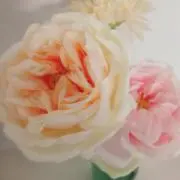 うたのは　❁プロフをお読みください❁の画像