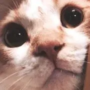トムトムの粉チーズの画像