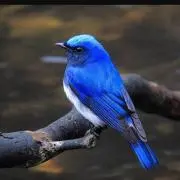 サファリ