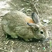 みの