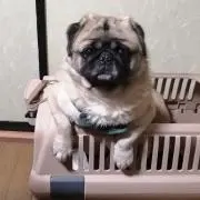 sssの画像