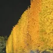チヒ(一週間前の商品、コメント必要の画像