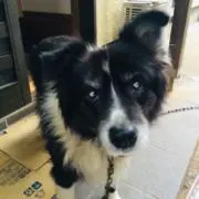pistapoの画像
