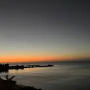 ナグチャンパの画像