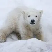 白くまの画像
