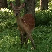 バンビ