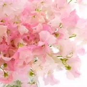 ribon