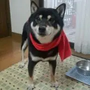 らんまるの画像