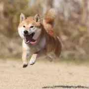 柴犬