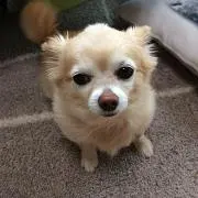rico