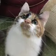 ゆりっぺの画像