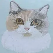 にゃーこの画像