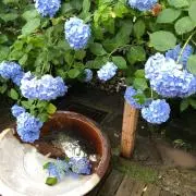 Momoの画像