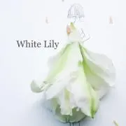 White Lily*。の画像