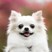 あーにゃんの画像