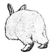 うさぎ！の画像
