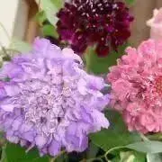 スカピーの画像