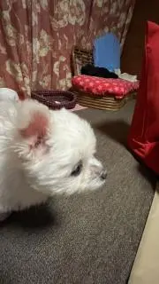 ケイの画像