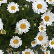 いちごの画像