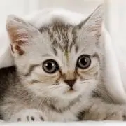 ゆらの画像