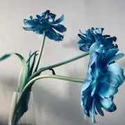 T/:の画像
